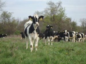 cows field organic farm tompkins county ny