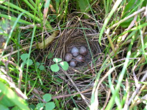 Savannah Sparrow nest 1leqaxn