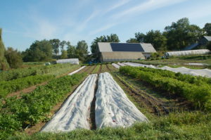 Earth cooled passive solar straw bale barn with attached greenhouse at Four Winds Farm