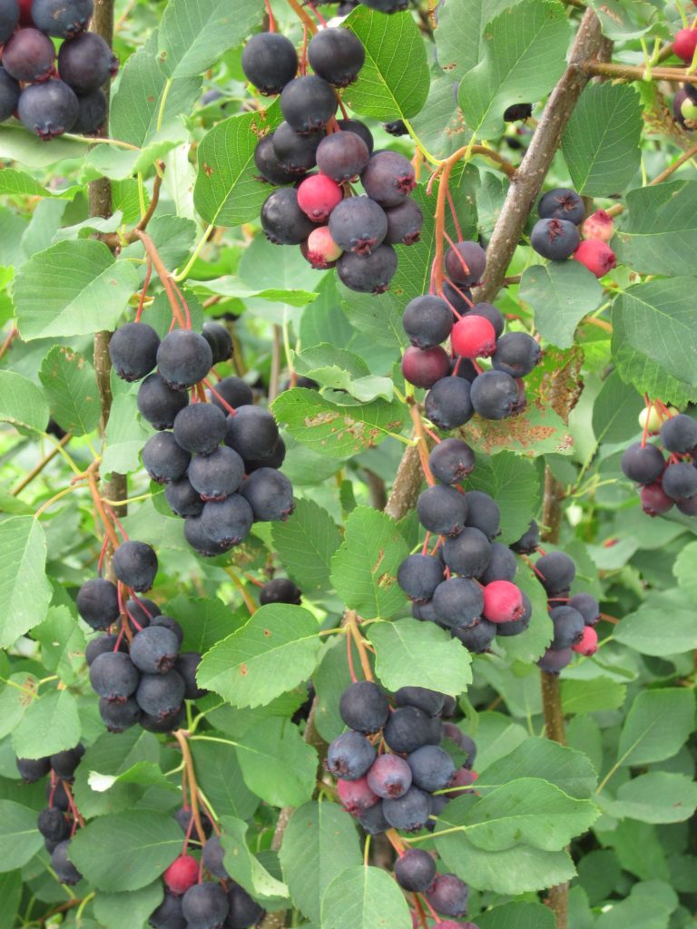 Juneberries ready for picking in abundance 11s6ip4