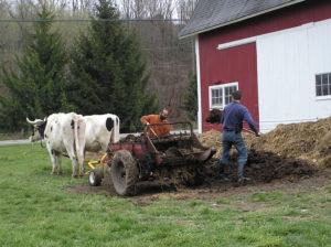 oxen working