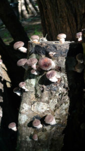 mushrooms on a log