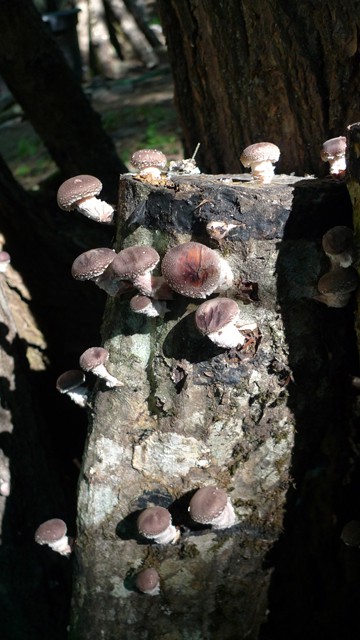 inoculated mushroom log