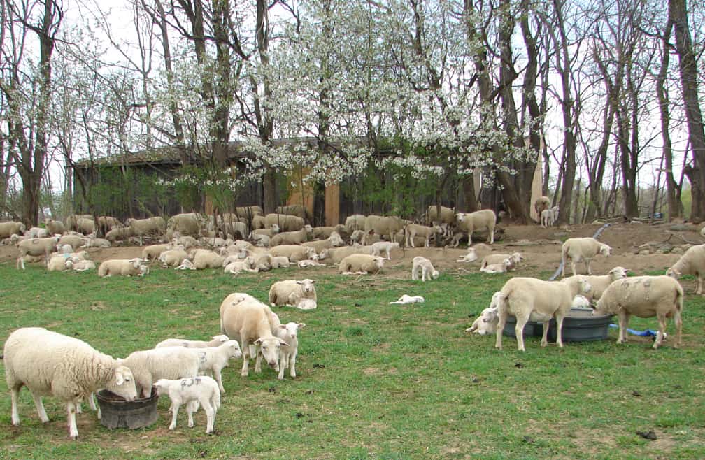 Lamb Shank — Cold Spring Farm