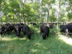 cows pasturing