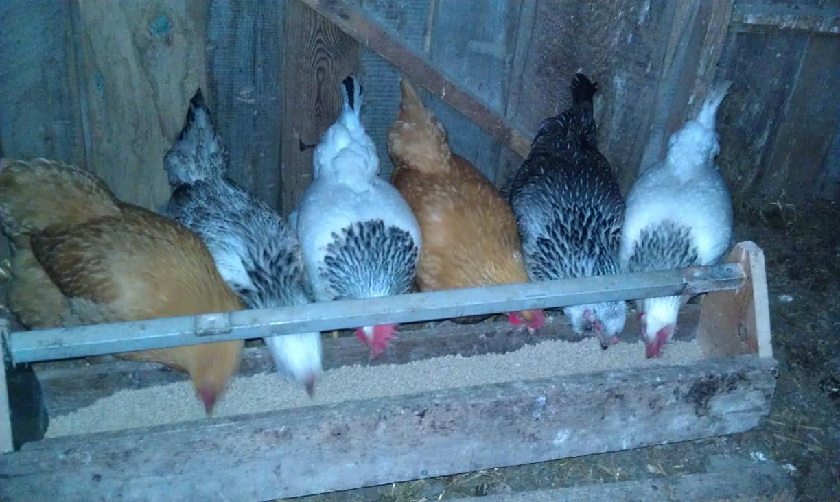 Backyard Poultry 101 Cornell Small Farms