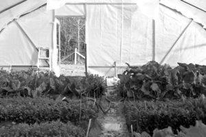 inside a greenhouse
