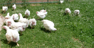 Grazing Broilers 2gzosnb