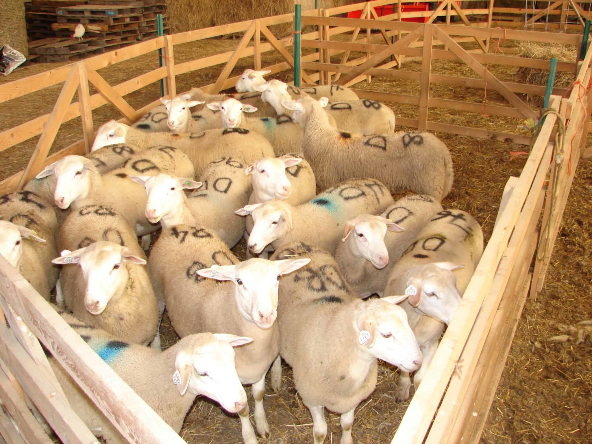 How To Raise Grass Fed Sheep Raisclaut