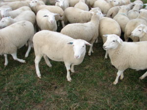 Sheep1 1jyf79s