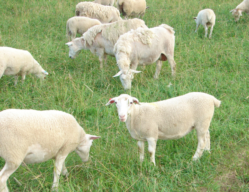 Winter European Us Size High Quality Warm Natural Genuine Sheep