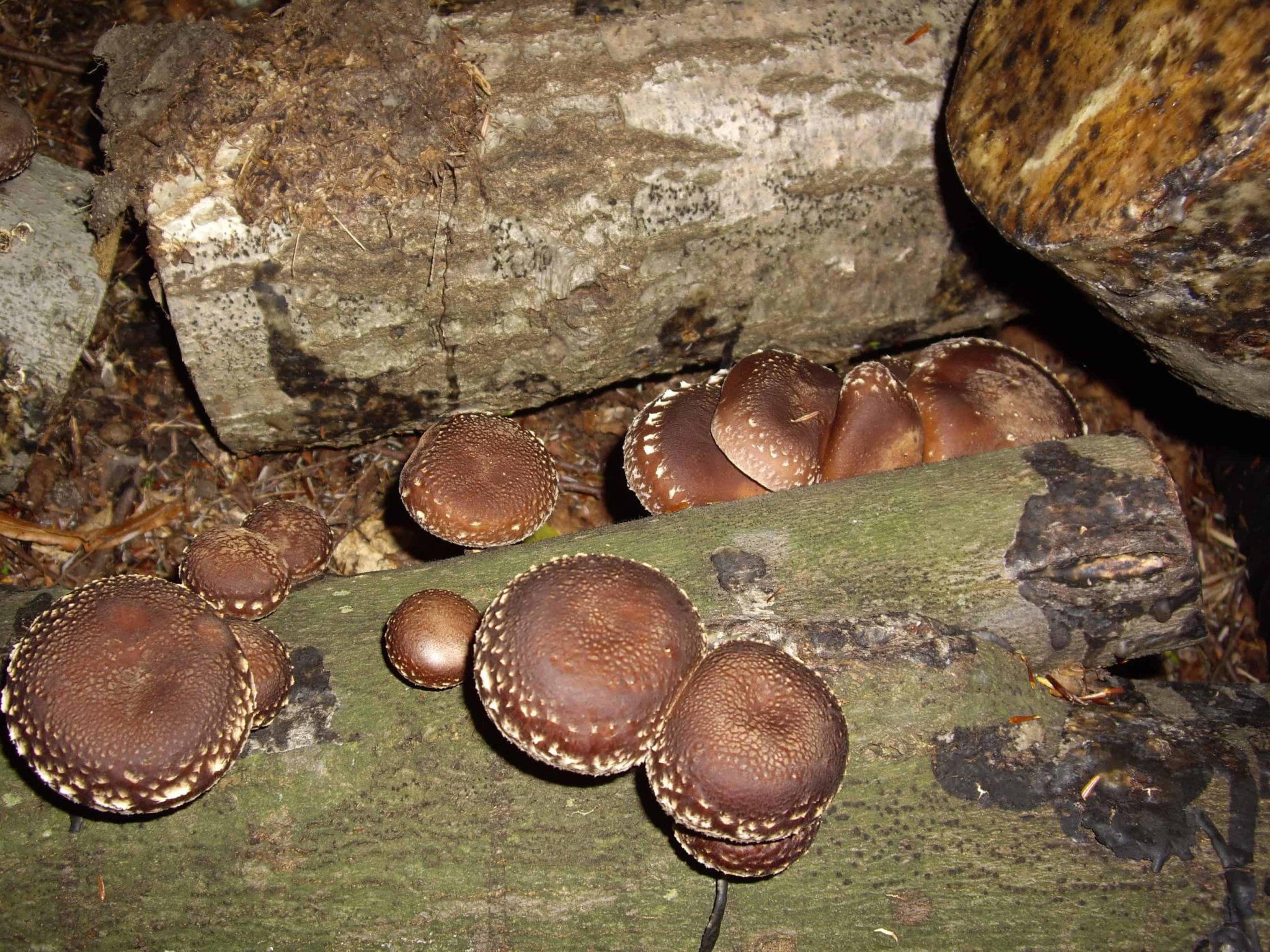 how to grow shiitake mushrooms for profit