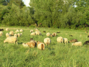 sheepfarm20 1uwsiqc
