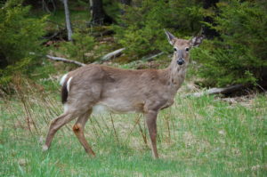 Deer at Forest Edge 277va19