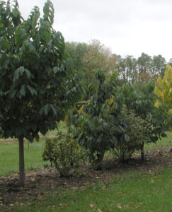 Pawpaw and black currant interplant 2e4lnon