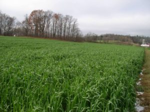 Photo 2 Full Moon cover crops 187eyio