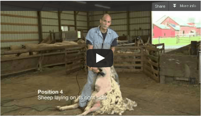 Sheep Shearing Screen Shot
