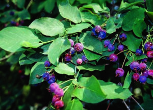 juneberry fruits on branch 1qre5qu