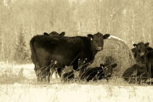 cows near bales 1 1r4ss5a