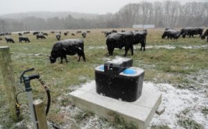 cows grazing in winter