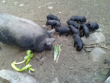Piglets and Sam wuefen