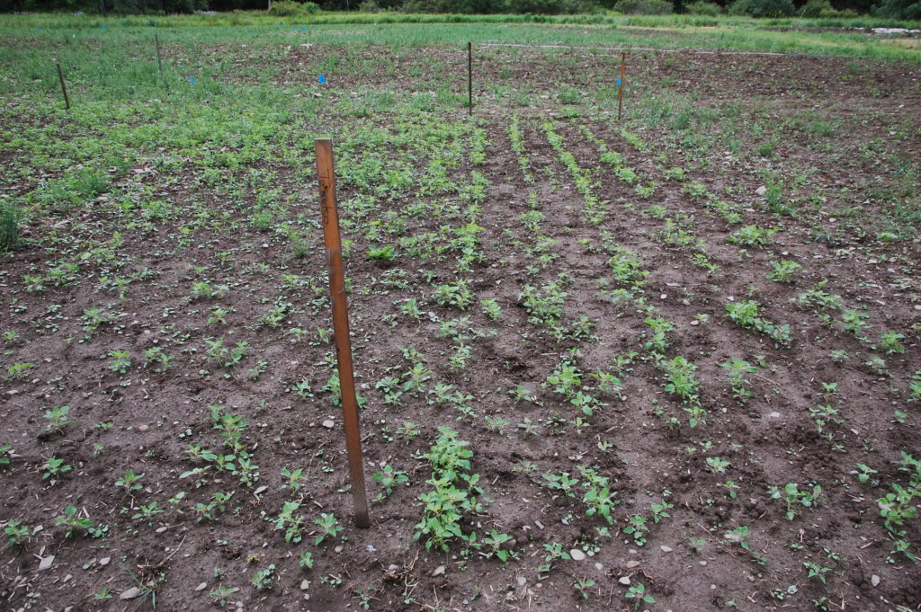 Quinoa Curiosity - Cornell Small Farms
