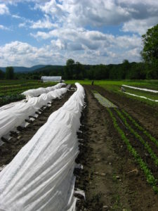 Vermont Tech's Vegetable Production Plot. Photo by Rachel Fussell