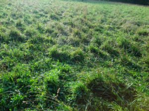 Desirable amount of residual after grazing. Photo by Ulf Kintzel