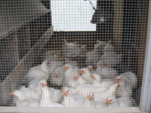 Young chickens in a wood and wire coop. Photos by New Entry Sustainable Farming Project