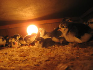 Chicks staying warm under an Ohio Brooder. Photos by Michael Glos.