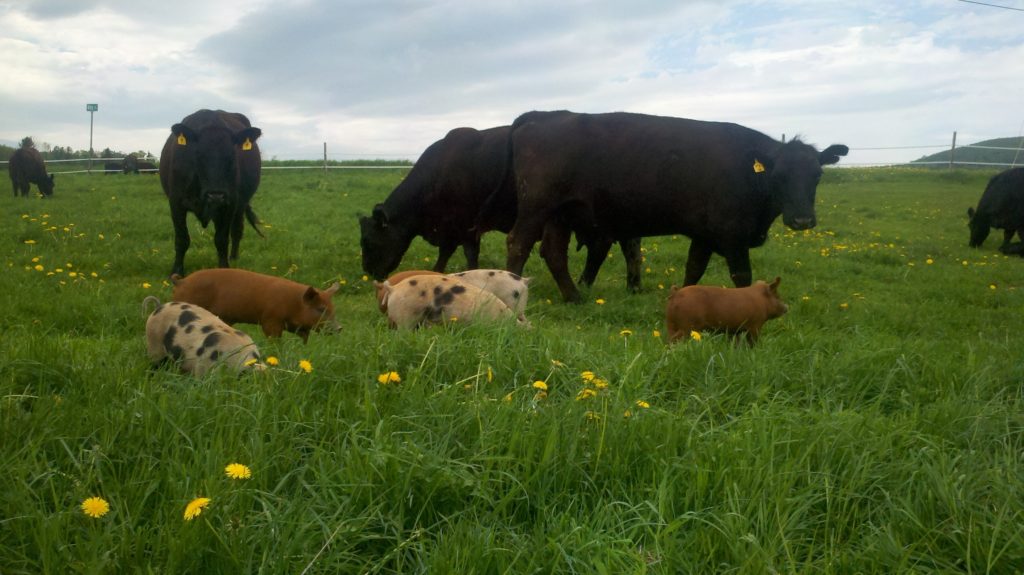 Pigs and cows graze together at Tangletown Farm. Photo by Tangletown Farm