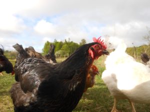 foggy brook farm chickens