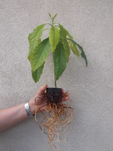 This is a 2-month old avocado tree grown in an Aquaponic system from an avocado nut. Again, notice the healthy root system. Avocados seem to love the Aquaponics environment.