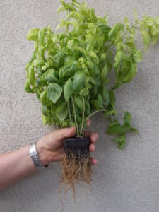 The healthy root system shown here was established in my experimental aquaponic system in just 30 days from a 4 inch starter basil plant.