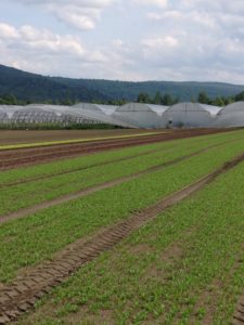 Pete's Greens purchased more farmland dedicated to growing crops for grocery stores.