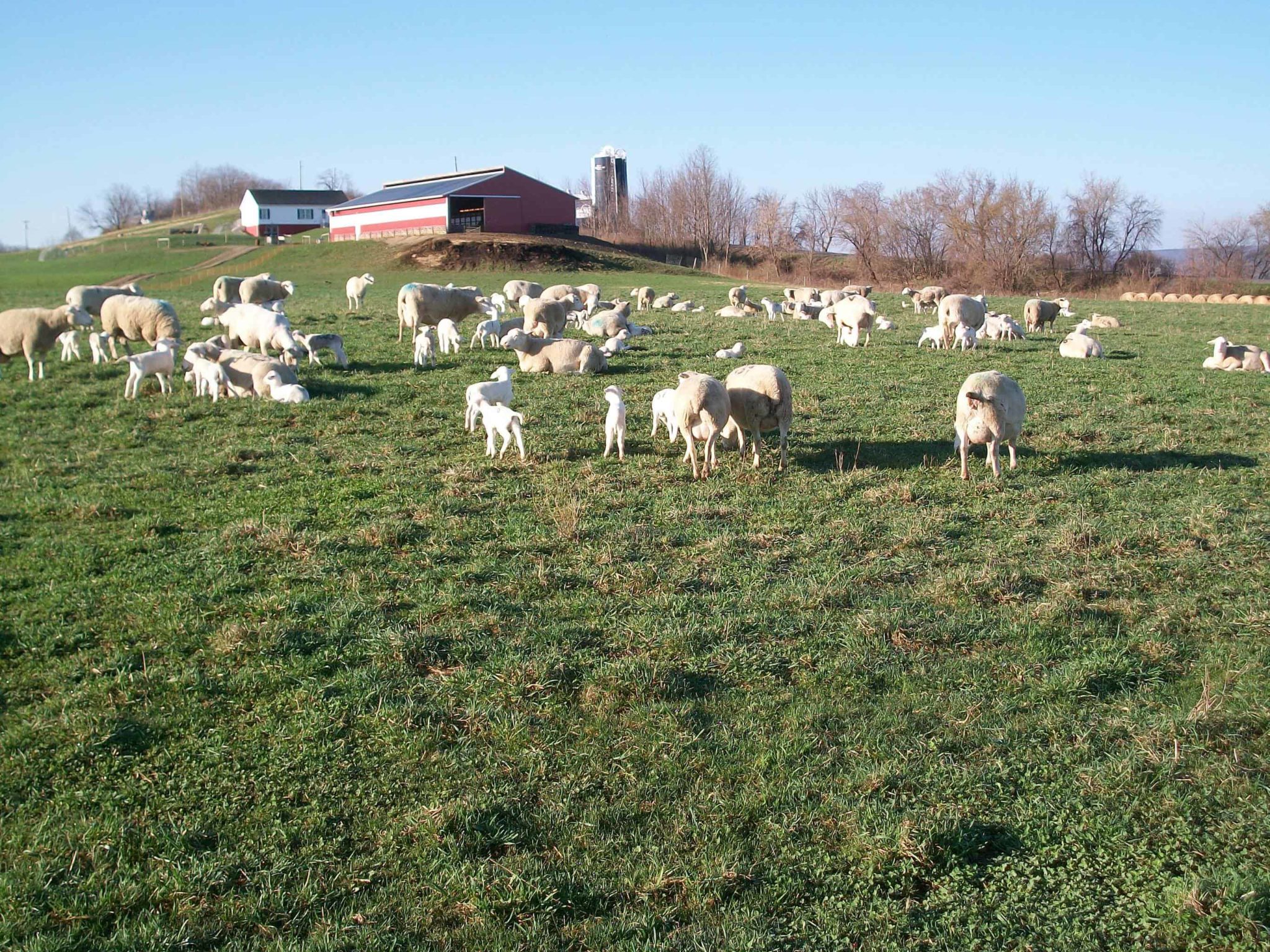 Copper Poisoning and Copper Deficiency in Sheep - Cornell Small Farms