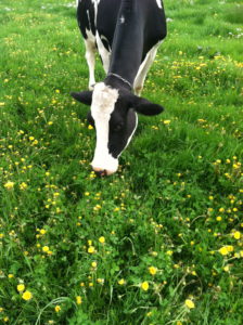 A grazing dairy cow in Central New York. Various certification programs help define agricultural practices so consumers know what they are getting.