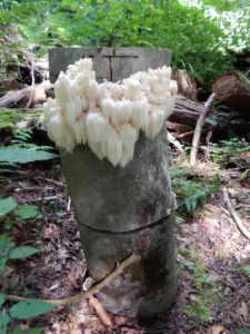 Hericium erinacous fruiting on beech totems at Cornell Research Sites. Credit: Steve Gabriel