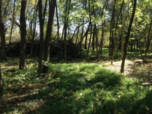 Planting a Small Silvopasture 2 20rocfp