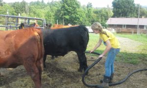 Pampered cow getting blow dried.