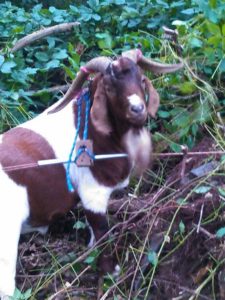 Planting a Small Silvopasture 3 1qm6vr9