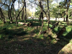 Planting a Small Silvopasture 4 14xtxll