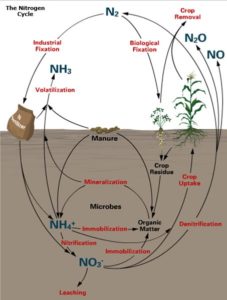 This is a representation of nitrogen cycling. (Agronomy Factsheet 2: Nitrogen Cycle, http://nmsp.cals.cornell.edu/publications/factsheets/factsheet2.pdf)