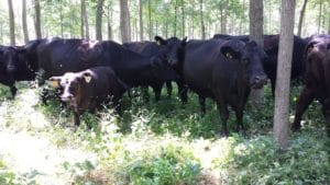 Management intensive grazing (MIG) or mob grazing, if done carefully, can reduce the height and density of the understory. MIG treatments that eliminate the understory would likely damage the overstory trees.
