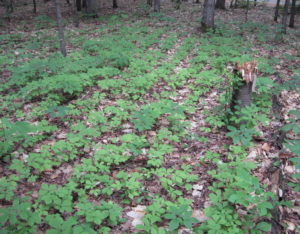 An established patch of intensive woods cultivated ginseng.