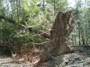 Although this tree would produce lumber, cutting the tree would include the double hazard of the stem under tension and the likely re-settling of the root ball.  Some trees are better left uncut. 