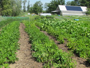 Weed-free permanent beds and walkways. Note solar array on barn in background. Photo by Brian Caldwell.