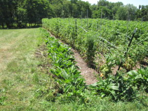 Comfrey on field edges to keep out perennial weeds. Photo by Brian Caldwell.