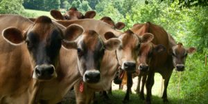 The Jersey cow herd at Cedar Mountain Farm supply the milk for Cobb Hill Frozen Yogurt. Credit: Robert Eddy 
