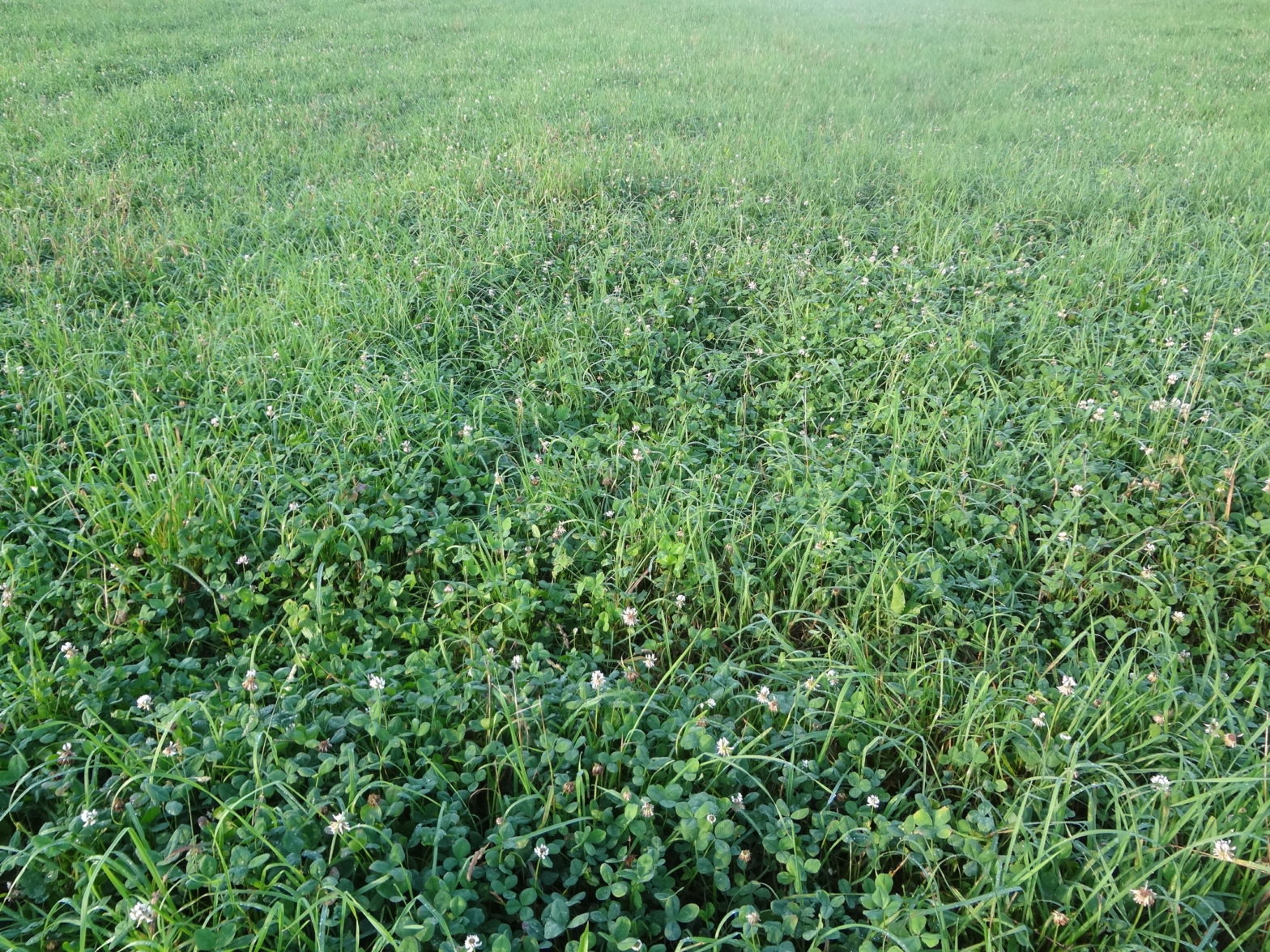 Sheep Pasture: White Clover - Cornell Small Farms